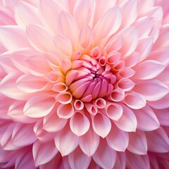 Closeup of dahlia flower. Pink flower in bloom as floral art background