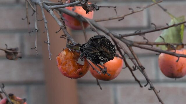 Storno su pianta di caco che mangia frutta