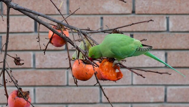  Psittacula kramer, mentre magia frutta