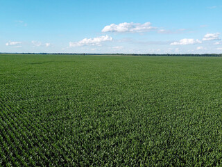 Huge cornfield on a sunny summer day, aerial view. Blue sky over green farm field, landscape.