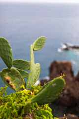 Kaktus auf Madeira
