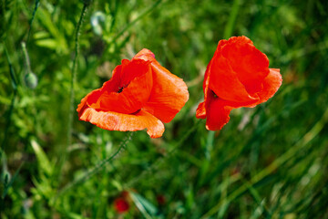 Red poppies contrast against a lush green backdrop.