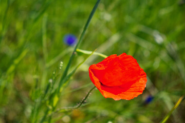 A bright red poppy flower amidst green grass and plants.