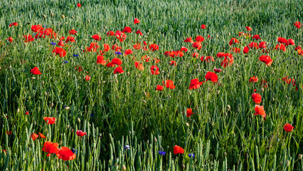 Naklejka premium A field of green grass with scattered bright red poppies and small blue flowers.