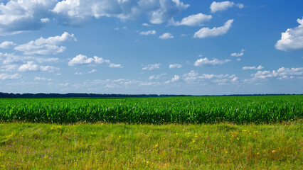 A green cornfield under a blue sky with white clouds.