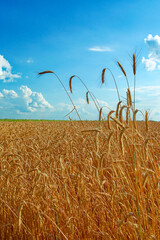 Golden wheat ears standing tall against a bright blue sky.