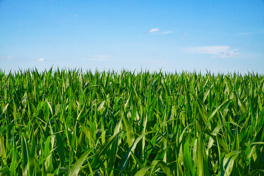 The image shows a dense, green cornfield under a clear blue sky with a few clouds.