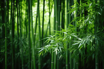 Bamboo forest with sunlight in the morning. Natural green background