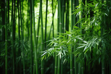 Fototapeta premium Bamboo forest with sunlight in the morning. Natural green background