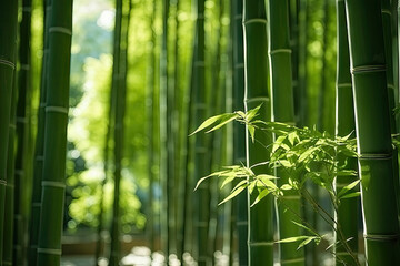 Bamboo forest with sunlight in the morning. Natural green background