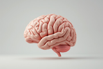 Brain 3d illustration isolated in studio
