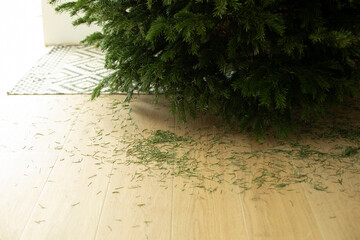 Fallen spruce needles on the floor, trash from dried Christmas tree