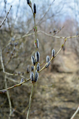 willow branch with buds