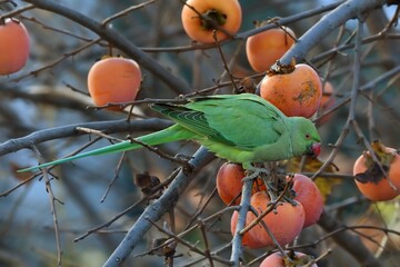 Psittacula kramer, mentre magia frutta © fabiosa_93