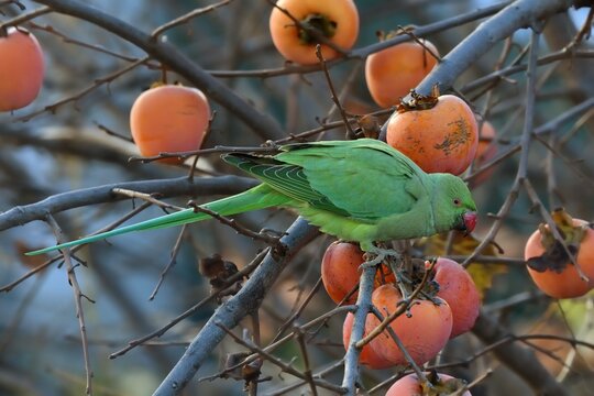 Psittacula kramer, mentre magia frutta