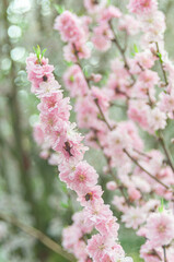 Soft focus, pink cherry blossoms or Sakura flowers on a natural background. Blooming fruit trees in the orchard. Floral banner for agriculture or horticulture business.