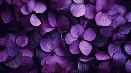Beautiful purple hydrangea flowers background, close up .