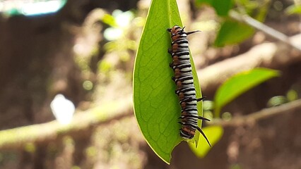 image of a caterpillar on a leaf