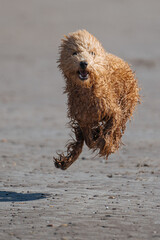 miniature poodle on the beach in ireland
