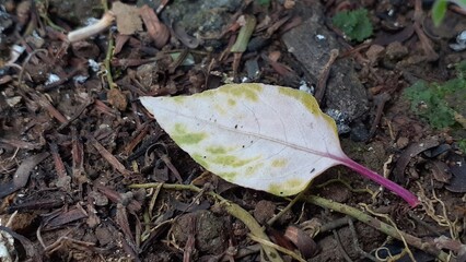 picture of leaves in the garden