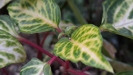 Fototapeta premium picture of leaves in the garden