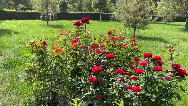 Roses bush on garden landscape