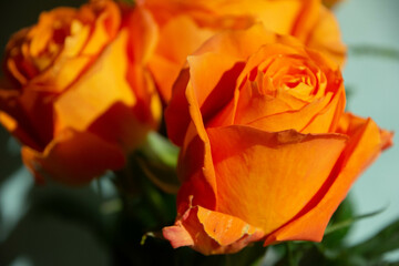 オレンジ色のバラ