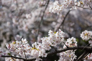 white cherry blossom or sakura flower full bloom, Nagoya