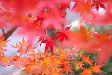 イロハモミジ　さまざまな自然素材　Irohamomiji samazamana shizen sozai 18 / 5,000 Japanese maple: various natural materials