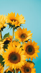 Sunflowers on a blue background. Yellow sunflowers .