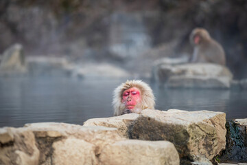 Japanese Snow monkey bath and nap on hot spring  at Jigokudani