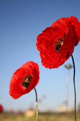 Beautiful Red poppies in field