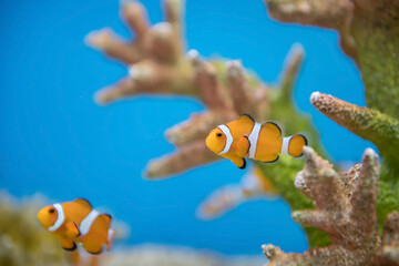Young orange clownfish swim by coral reef at Suphan aquarium - obrazy, fototapety, plakaty