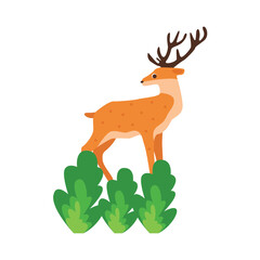 deer illustration