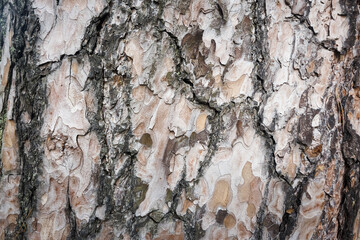 Kora drzewa, sosna. © Blaszko