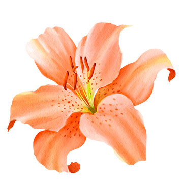 Watercolor orange lily isolated on white