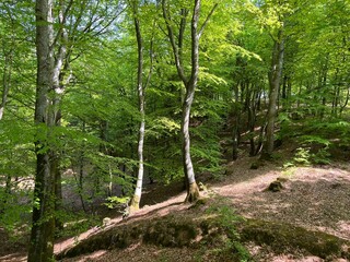 spring in the forest