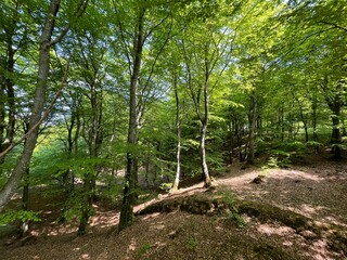 spring in the forest