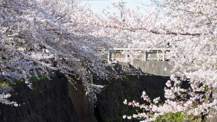 white sakura blossom at bridge along Yamazaki River, Nagoya © Blanscape