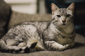 家でくつろぐエジプシャンマウ