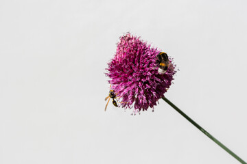 Allium sphaerocephalon, Amaryllidaceae. Wild plant shot in summer.