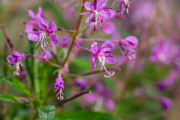 Close up of pink flower of rosebay willowherb Chamaenerion angustifolium on light green background.