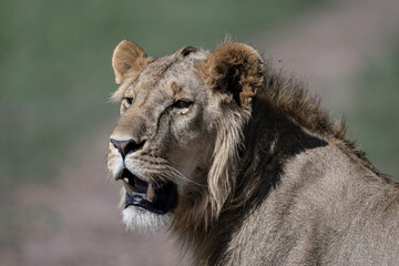 African lion close-up on rest in natural conditions in Kenya national park