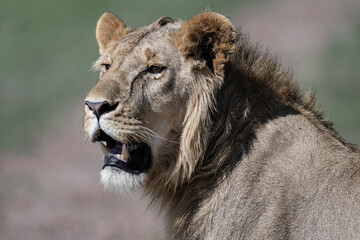 African lion close-up in savannah in natural conditions in Kenya national park