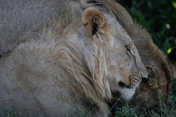 Naklejka premium African lion close-up on rest in natural conditions in Kenya national park