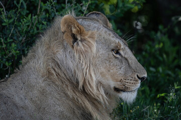African lion close-up on rest in natural conditions in Kenya national park