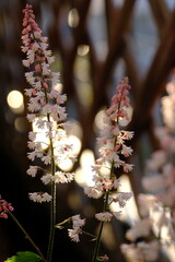 ヒューケラの花