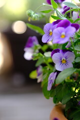 ビオラの鉢植え　さまざまな自然素材・イメージ