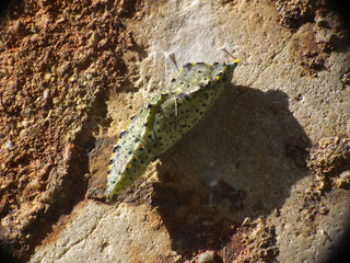 Crisalide, pupa di farfalla bianca (Pieris brasicae)