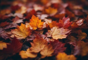 Close up of autumn leaves Multicolored fall leaves Colorful autumn leaves Macro leaf texture